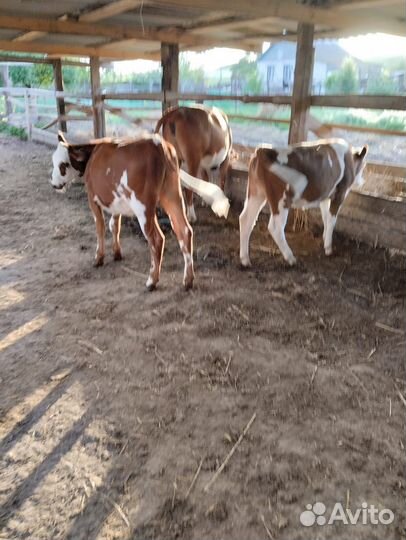 Породистые телочки