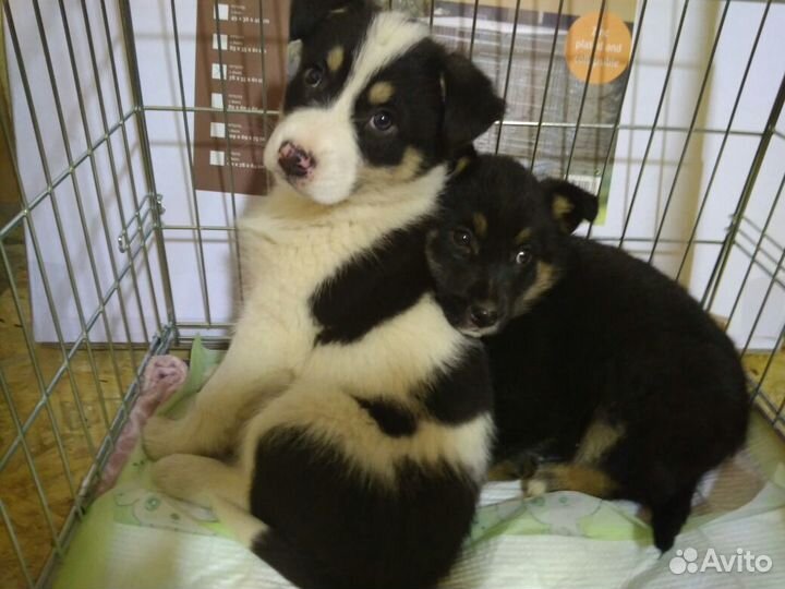 Привитые малыши дворняжки