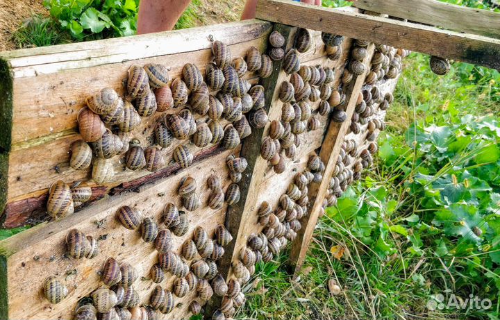 Улитки мюллер (Helix Aspersa Muller)