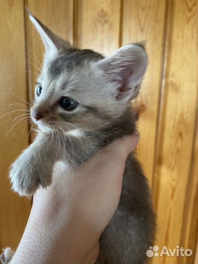 Котята чаузи