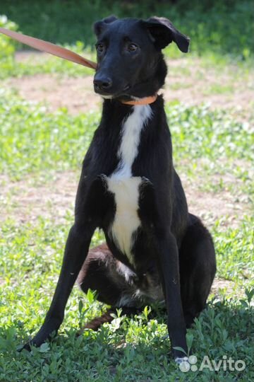 Веста и Дина в добрые руки