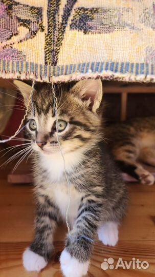 Котята 1,5 месяца ищут дом