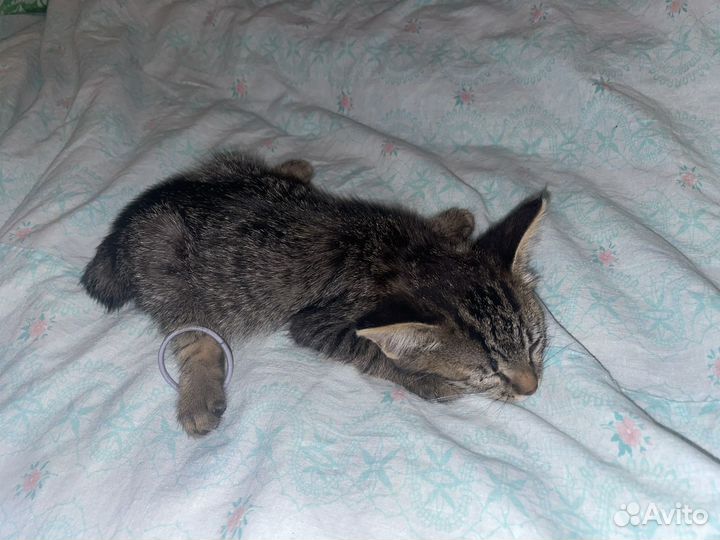 Котята бобтейл