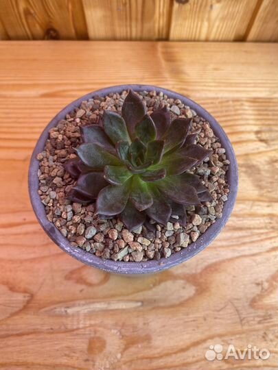 Эхеверия «Черный Принц» (Echeveria Black Prince)