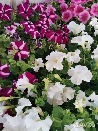 Петуния, Бархатцы