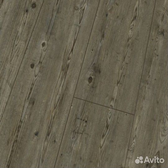 Prignitz Pine, планка 32 класс