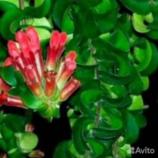 Эсхинантус