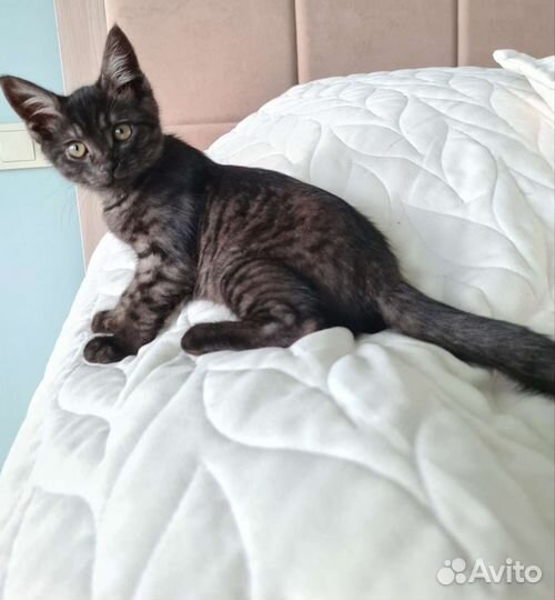 Кошка в дар