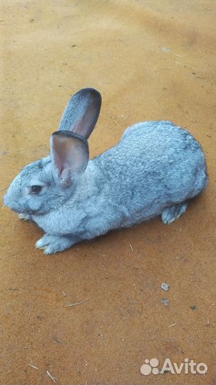 Кролики мясных пород