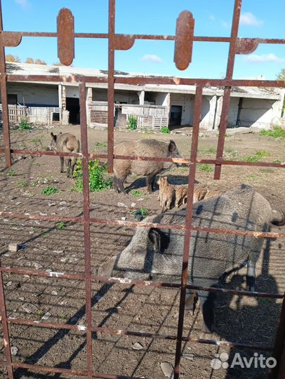 Свиньи дикие