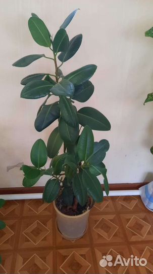 Фикус