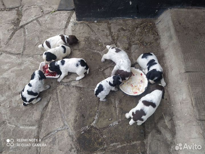 Собаки щенки русского охотничьего спаниеля