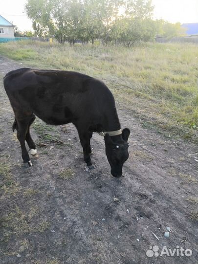 Телята телочки