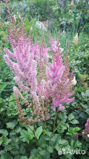 Многолетник Астильба