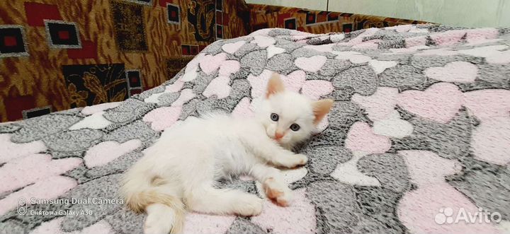 Отдам в добрые руки