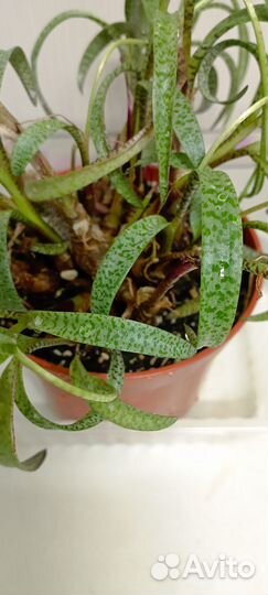 Ледебурия Socialis