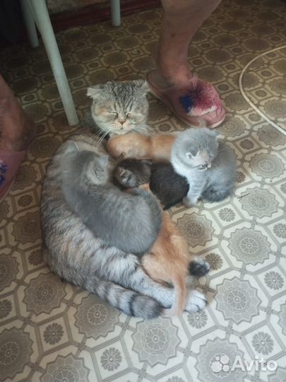 Отдам в любящие добрые руки