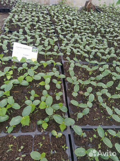 Рассада огурцов