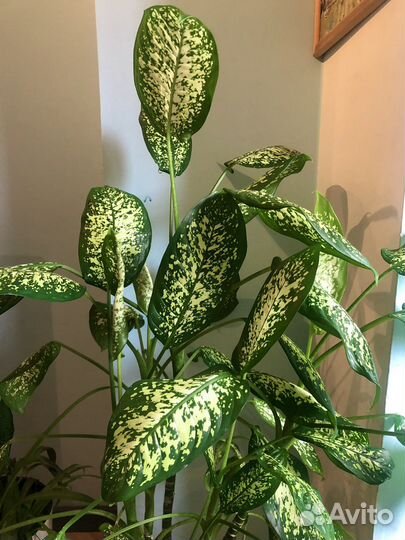 Диффенбахия куст - 135 см с кашпо