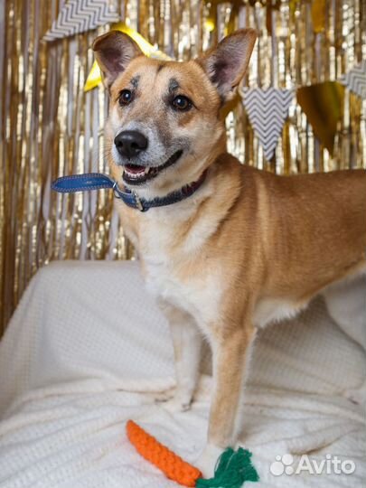 Бывшедомашняя Шейла мечтает обрести дом