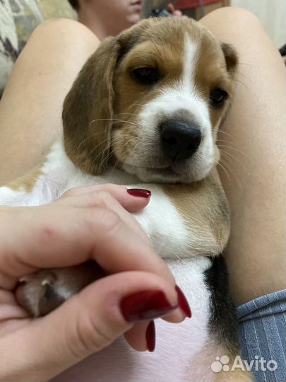 Щенок Бигль