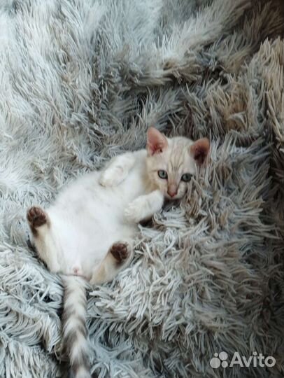 Бенгальская кошка