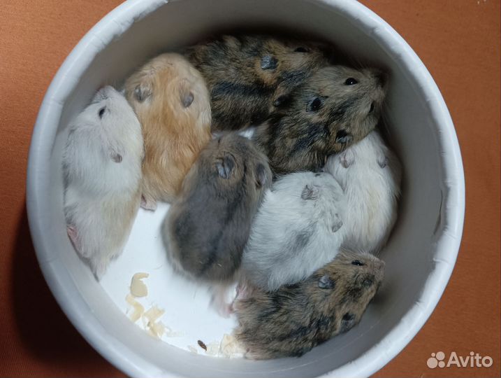 Джунгарский хомяк