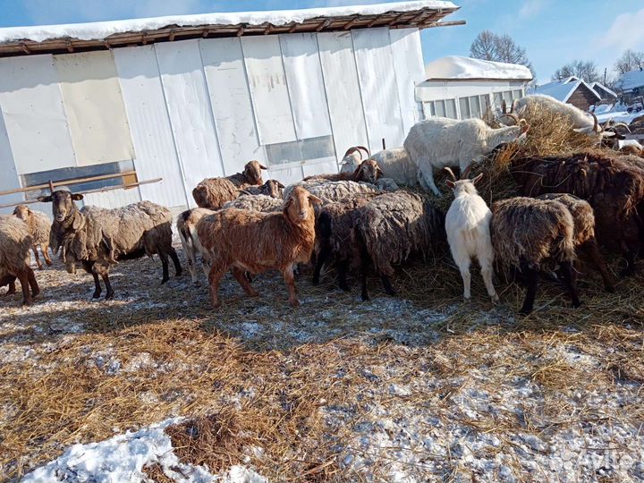 Овцы бараны ягнята продажа