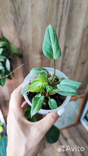 Филодендрон