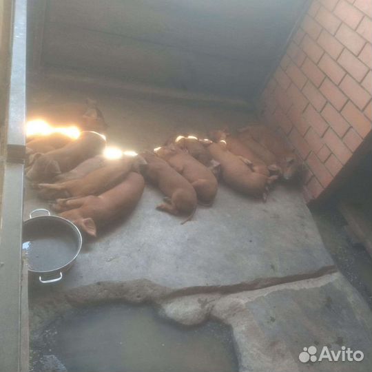 Поросята дюрок