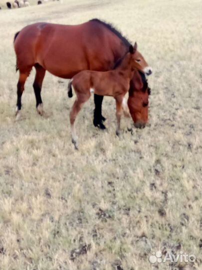 Продам лошадей