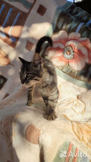 Котики бесплатно в добрые руки