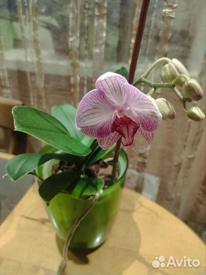 Орхидея фаленопсис