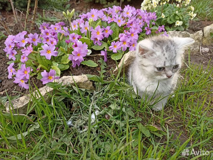 Продаются котята