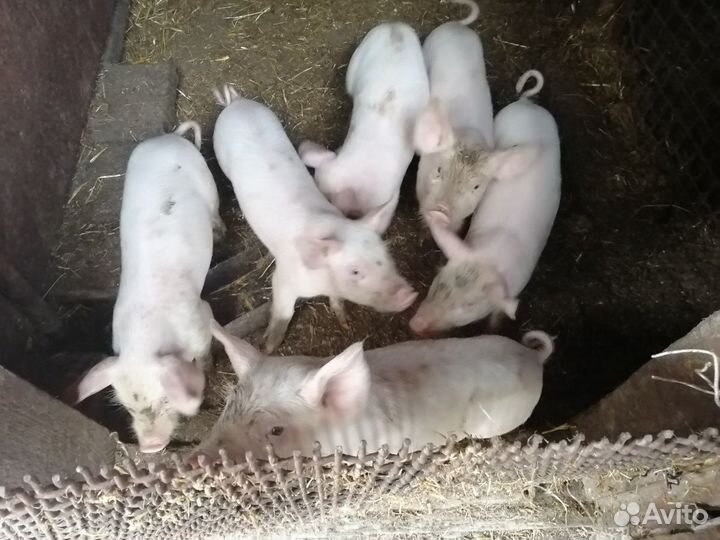 Поросята