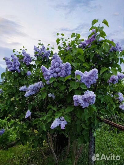 Сирень махровая