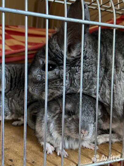 Шиншилла, открыта бронь