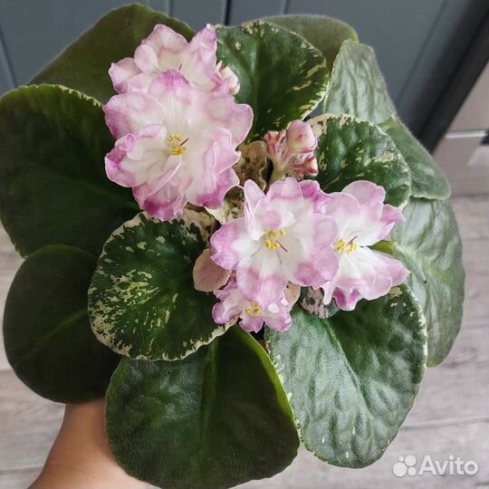 Фиалка Провинциалка