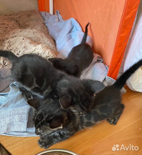 Бенгальские угольные котята