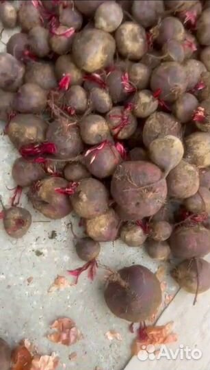 Свекла оптом