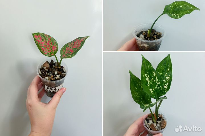 Аглаонемы Сноуфлейк и Ред Валентайн