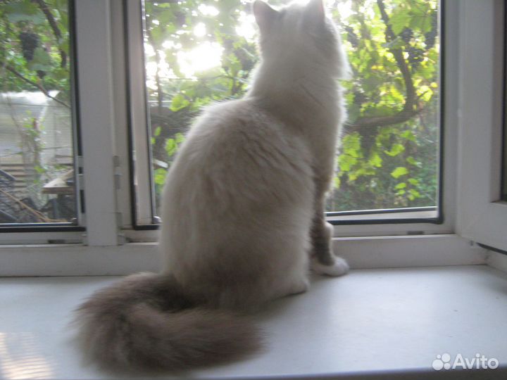 Рэгдолл обьявления в Краснодарском крае