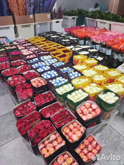 Роза Эквадор букет цветы