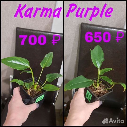 Комнатные цветы антуриум