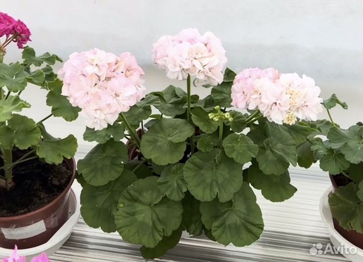 Пеларгония Dovepoint