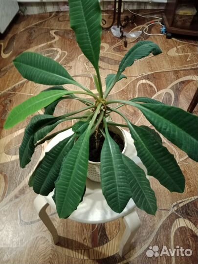 Аглаонема Мария, Монстера, Фикус, Молочай