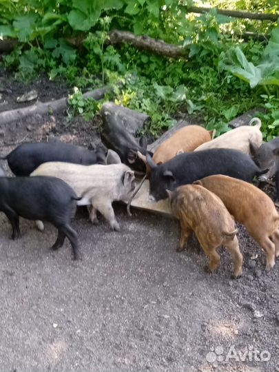 Поросята
