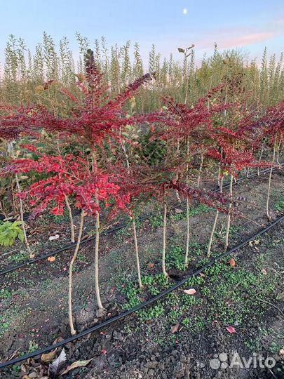 Кизильник на штамбе