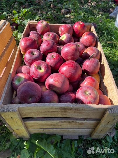 Яблоки оптом Энтерпрайз