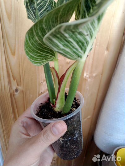 Филодендрон Биркин